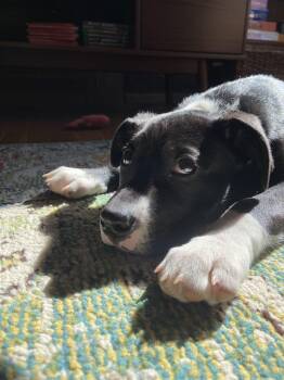 Labrador Retriever and Border Collie Dogs Available for Adoption - Hoagie | PetCurious