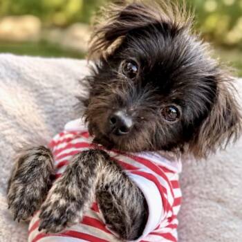 Tito -  Yorkshire Terrier Dog for Adoption in Austin, Texas - Tito | PetCurious