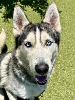 Bullfrog -  Mixed Breed Dog for Adoption in Wichita, Kansas - Bullfrog | PetCurious