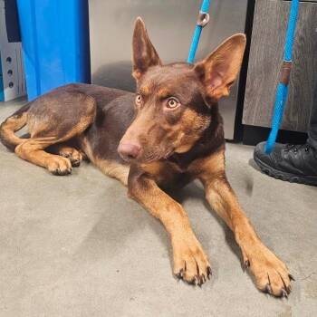 Ramstein -  Shepherd and Mixed Breed Dog for Adoption in Tampa, Florida - Ramstein | PetCurious