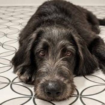 Sullivan -  Labrador Retriever and Standard Poodle Dog for Adoption - Sullivan | PetCurious