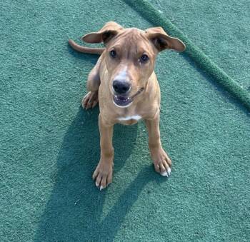 Rescue Hound and Mixed Breed Dogs for Adoption in Redlands, California - DJ | PetCurious