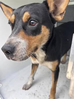 A657792 -  Labrador Retriever and Mixed Breed Dog for Adoption in Houston, Texas - A657792 | PetCurious