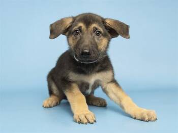 DILL -  German Shepherd Dog and Mixed Breed Dog for Adoption in Phoenix, Arizona - DILL | PetCurious