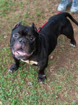 Dunk Tank -  Mixed Breed Dog for Adoption in Chamblee, Georgia - Dunk Tank | PetCurious