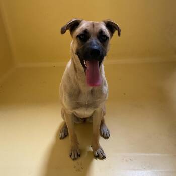 Layla* -  Shepherd and Mixed Breed Dog for Adoption in San Gabriel, California - Layla* | PetCurious