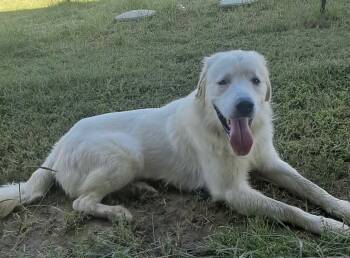 Rescue Great Pyrenees and Labrador Retriever Dogs for Adoption in Quinlan, Texas - Skinny | PetCurious
