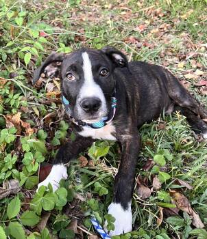Rescue American Staffordshire Terrier and Hound Dogs for Adoption in Gulfport, Mississippi - Han | PetCurious