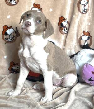 261211  Sundance -  Pit Bull Terrier and Hound Dog for Adoption in Wetumpka, Alabama - 261211  Sundance | PetCurious