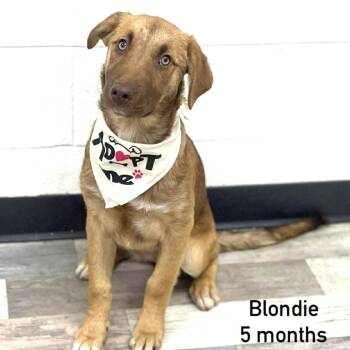 Labrador Retriever Dogs Available for Adoption in Brookshire, Texas - Blondie - Local April 24-26 | PetCurious