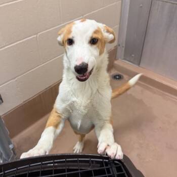 Shepherd and Mixed Breed Dogs Available for Adoption in Reno, Nevada - Biscuit | PetCurious