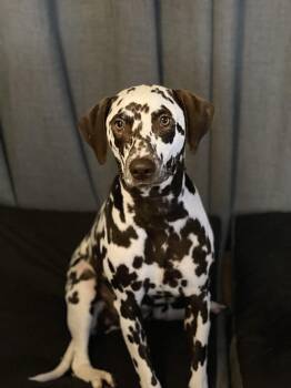 Dalmatian Dogs Available for Adoption in San Diego, California - Bailey-Cleveland, TX (Bonded To Charlie) | PetCurious