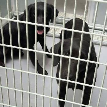 Black Labrador Retriever Dogs Available for Adoption - Buick | PetCurious