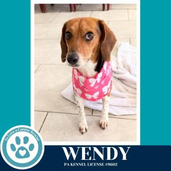 Beagle Dogs Available for Adoption - Wendy 122025 | PetCurious