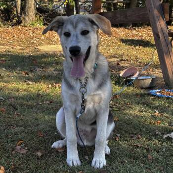 Rocky -  German Shepherd Dog and Siberian Husky Dog for Adoption in Paoli, Indiana - Rocky | PetCurious