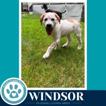 Windsor (The Palace Pups) 071826 -  Australian Shepherd Dog for Adoption in Kimberton, Pennsylvania - Windsor (The Palace Pups) 071826 | PetCurious