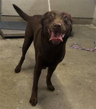 Labrador Retriever Dogs Available for Adoption - MAGGIE | PetCurious