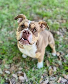 Bulldog Dogs Available for Adoption in Gulfport, Mississippi - Charlie | PetCurious