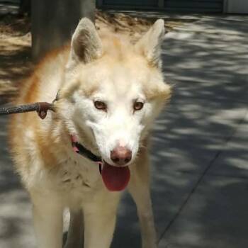 Siberian Husky Dogs Available for Adoption in Las Vegas, Nevada - SALVADOR | PetCurious