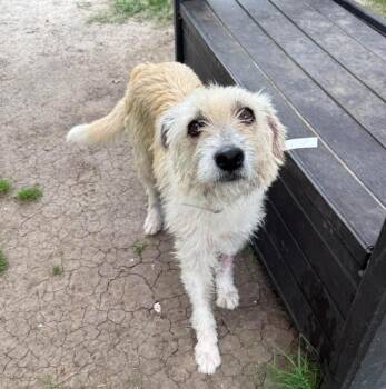Schnauzer Dogs Available for Adoption in Sedalia, Colorado - Chessie | PetCurious