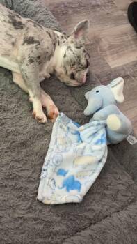Stormi (Bryana - Fostered in TN) -  French Bulldog Dog for Adoption in Brighton, Tennessee - Stormi (Bryana - Fostered In TN) | PetCurious