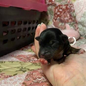 1 -  Mixed Breed Dog for Adoption in Gastonia, North Carolina - 1 | PetCurious