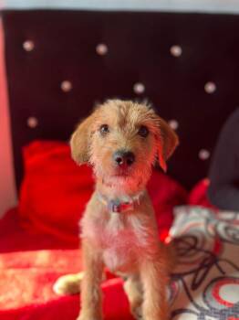 Terrier Dogs Available for Adoption - Dasher | PetCurious