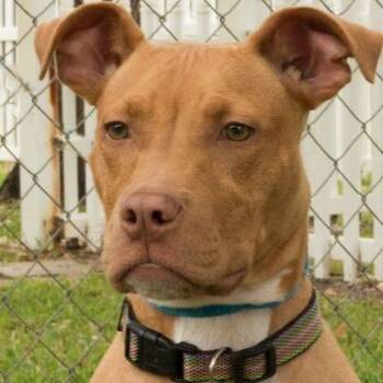 Tulip -  Staffordshire Bull Terrier and Mixed Breed Dog for Adoption in Fulton, Texas - Tulip | PetCurious