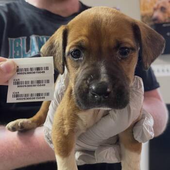 Clar Street -  Mixed Breed Dog for Adoption in Savannah, Georgia - Clar Street | PetCurious