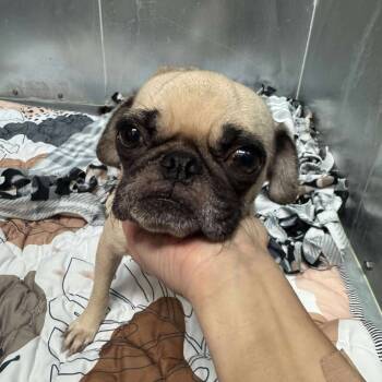 Rescue Pug Dogs for Adoption in Bend, Oregon - Blondie | PetCurious