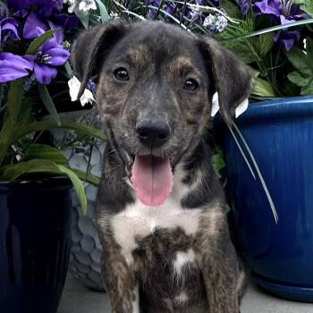 Crunch Mini -  Husky and Hound Dog for Adoption in Andover, Massachusetts - Crunch Mini | PetCurious