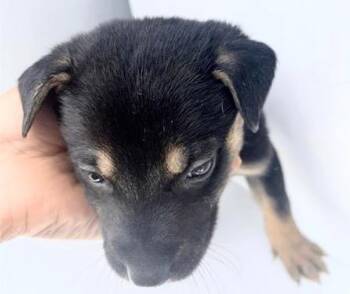 RICHARD -  Labrador Retriever and Mixed Breed Dog for Adoption in Houston, Texas - RICHARD | PetCurious
