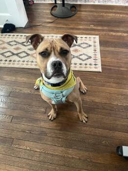 Banana Pudding -  Mixed Breed Dog for Adoption in Detroit, Michigan - Banana Pudding | PetCurious