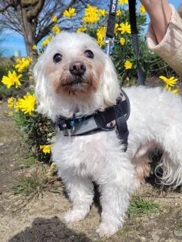 Winston -  Maltese Dog for Adoption in Fort Bragg, California - Winston | PetCurious