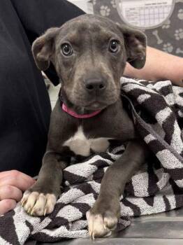 Periwinkle -  Pit Bull Terrier and Mixed Breed Dog for Adoption in Kansas City, Missouri - Periwinkle | PetCurious