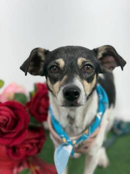 Rat Terrier and Fox Terrier Dogs Available for Adoption in Carlsbad, California - Lucy-One Of Our Amazing Rescue Dogs | PetCurious
