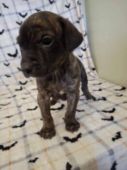 Rescue Pit Bull Terrier Dogs for Adoption in Dover, Arkansas - Dakota | PetCurious