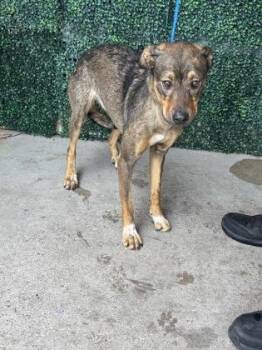 Shepherd and Mixed Breed Dogs Available for Adoption in El Paso, Texas - 60917979 | PetCurious