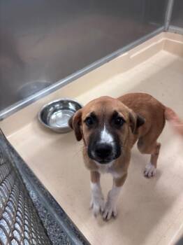 Kc -  Labrador Retriever and Foxhound Dog for Adoption in Burgaw, North Carolina - Kc | PetCurious