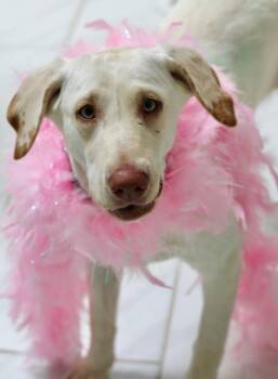 Yellow Labrador Retriever Dogs Available for Adoption - Fancy | PetCurious