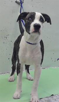 MARIO -  Staffordshire Bull Terrier and Mixed Breed Dog for Adoption in Houston, Texas - MARIO | PetCurious