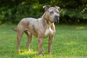 Rescue Pit Bull Terrier Dogs for Adoption in Bloomfield, Connecticut - Pesci | PetCurious