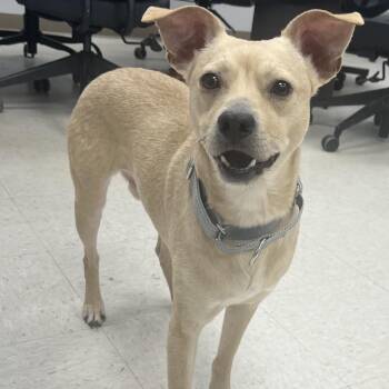 Chihuahua Dogs Available for Adoption in Kansas City, Kansas - Jackson | PetCurious