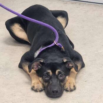 German Shepherd Dog and Doberman Pinscher Dogs Available for Adoption in Springboro, Ohio - Blitz | PetCurious