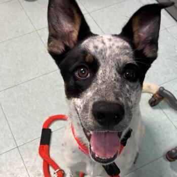 Peppercorn -  Australian Cattle Dog Blue Heeler Dog for Adoption in Philadelphia, Pennsylvania - Peppercorn | PetCurious