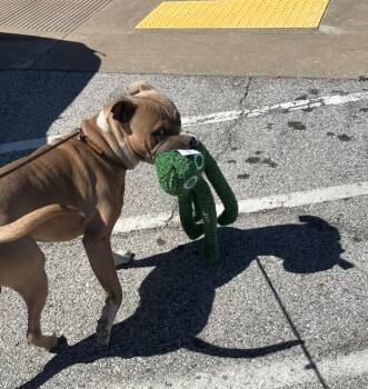 American Staffordshire Terrier Dogs Available for Adoption - TUG | PetCurious