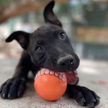 Mixed Breed Dogs Available for Adoption in Vaughan, Ontario - Cinder | PetCurious