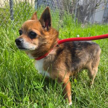Chihuahua and Mixed Breed Dogs Available for Adoption in Binghamton, New York - Papa Buddy | PetCurious