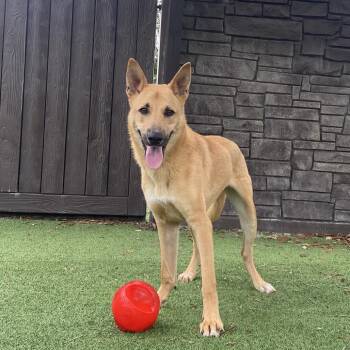 Shepherd Dogs Available for Adoption in Loxahatchee Groves, Florida - Gregory 6070 | PetCurious