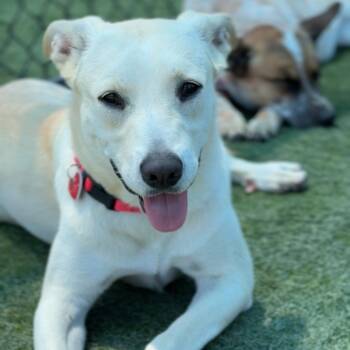 Izzy A2278348 -  Labrador Retriever Dog for Adoption in Los Angeles, California - Izzy A2278348 | PetCurious